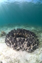 An old car tyre, or a black sponge?.
10.5mm. by Derek Haslam 